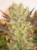 Serious Seeds Motavation Feminized