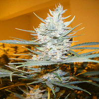 Cream of The Crop Seeds Amphetamine Auto Feminized