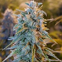 Bulk Seeds Blue Dream Feminized