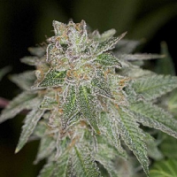 Archive Seeds Pie Face Regular