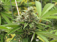 Connoisseur Genetics Seeds Lem Chem Cookies Regular