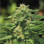 Dream Queen - Regular - Humboldt Seed Company