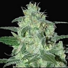 Samsara Seeds Thunder Bloody Mary Auto Feminised
