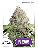 CBD Charlotte's Angel® - Feminized - Dutch Passion