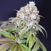 Karma Genetics Seeds Dog Fruit Feminized 