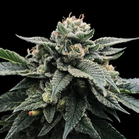 DNA Genetics Seeds Sorbet Stash (Sorbet Collection) Feminized