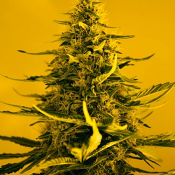Wicked Widow Automatic - Feminized - Sensible Seeds Premium Selection
