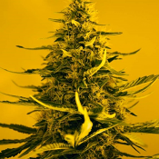 Auto Wicked Widow  - Feminized - Sensible Seeds Premium Selection
