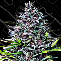 Critical Mass Collective Seeds Purple Skunk Mass Feminized