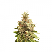 Golden Apple Haze - Regular - Super Sativa Seed Club