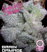 Brain Damage Auto - Feminized - Growers Choice