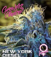New York Diesel - Feminized - Growers Choice