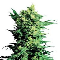 Shiva Shanti ll – Regular – Sensi Seeds