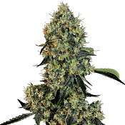 White Label - American Line OG Kush - Feminised