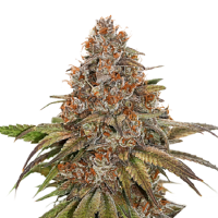 Seed Stockers Seeds Superior Blackberry Gum Feminized