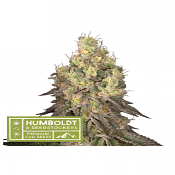 Superior Mack and Crack - Regular - Seedstockers