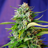 Sweet Seeds Jack 47 Auto Feminized