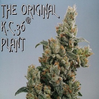KC Brains Seeds KC36 Regular