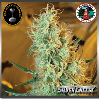 Big Buddha Seeds Silver Cheese Feminized