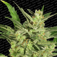 Paradise Seeds Automaria 2 Feminized