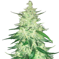 CBD 1:1 Auto – Feminized – Fast Buds