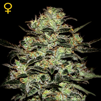 Green House Seeds Moby Dick Feminised