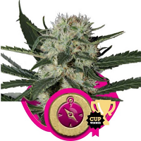 Northern Light – Feminized – Royal Queen Seeds
