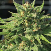 Bigfoot Glue - Feminized - Humboldt Seed Company