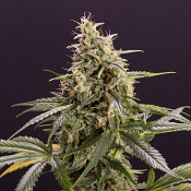 Chem-Bomb Auto - Feminized - Humboldt Seed Organization