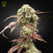 West Coast OG x Gelato #41 Auto - Feminized - Green House Seeds