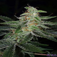 TGA Subcool Seeds The Third Dimension Regular
