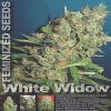 Homegrown Fantaseeds  White Widow Regular