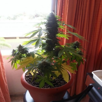 Dr Underground Seeds Auto Melon Gum Feminized