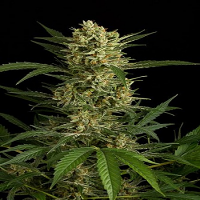 Bulk Seeds Auto Amnesia Feminized