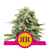 Royal Runtz - Feminized - Royal Queen Seeds