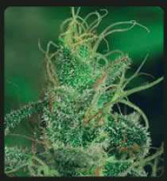 De Sjamaan - Magic Crystal Regular