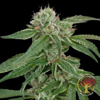 Crockett’s Confidential - Regular - Crockett Family Farms Seeds