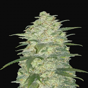 Auto White Widow - Feminized - Fast Buds