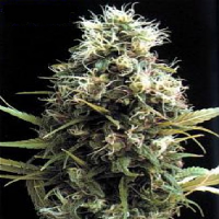 Bulk Seeds African Buzz Regular