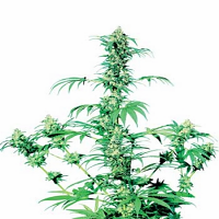 Early Girl – Regular – Sensi Seeds