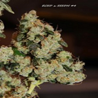 Connoisseur Genetics Seeds East Coast Sour Diesel Haze Feminised