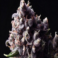 Bulk Seeds Auto Purple Feminized