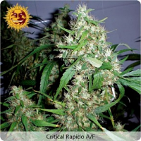 Barney's Farm Seeds Auto Critical Kush Feminized