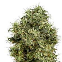 White Label Seed Company Bleu Berries Regular