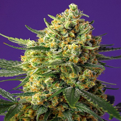 Crystal Candy XL Auto - Feminized - Sweet Seeds