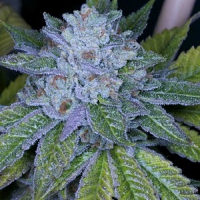 Archive Seeds Race Fuel Regular