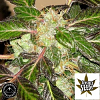 Sagarmatha Seeds Indica XXL Feminized