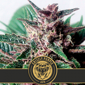 Grizzly Purple Auto - Feminized - BlimBurn Seeds