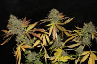 Connoisseur Genetics Seeds Rainbow Jones Haze Feminized