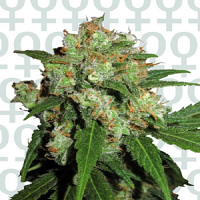 Sensi Skunk – Feminized – Sensi Seeds